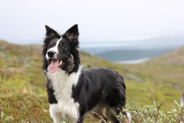 Meet our ambassador Amanda and High Peak's Kennel!