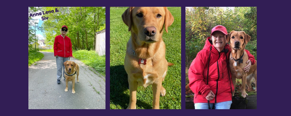 Guide dogs for the blind