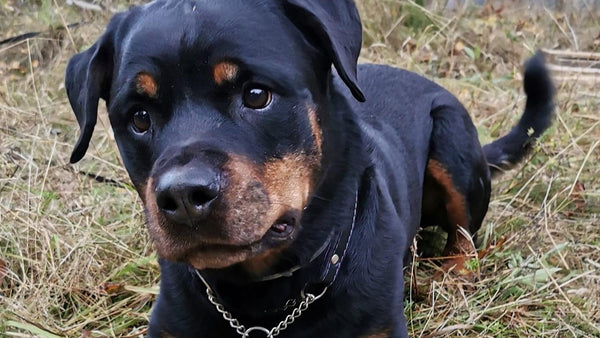 Björkelunds Rottweiler - a sunshine story of healthier nails