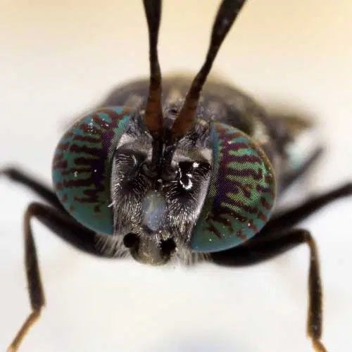 Insects - a climate smart protein source