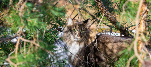 Tigris Norwegian Forest Cat