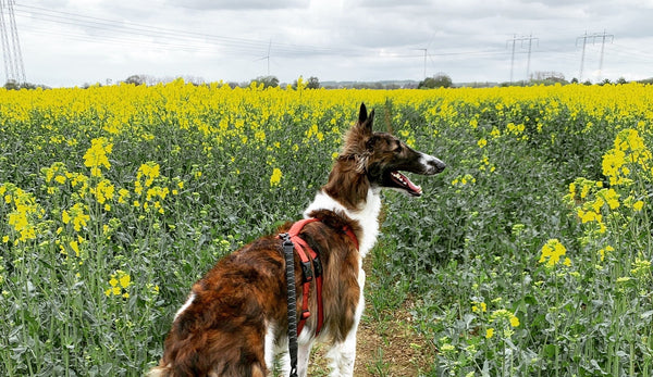 Radiant fur and energy!