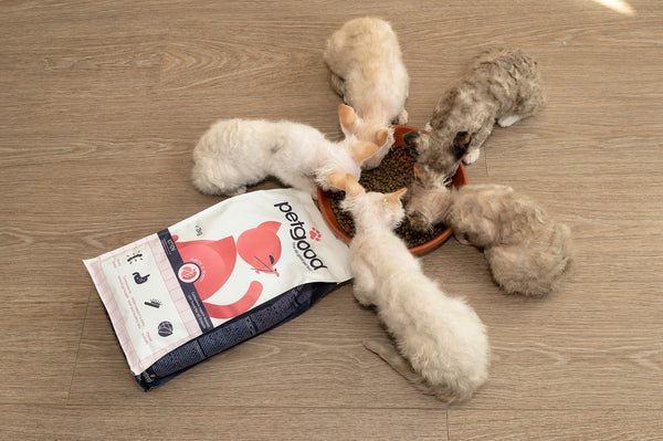 petgood's kitten food is here!