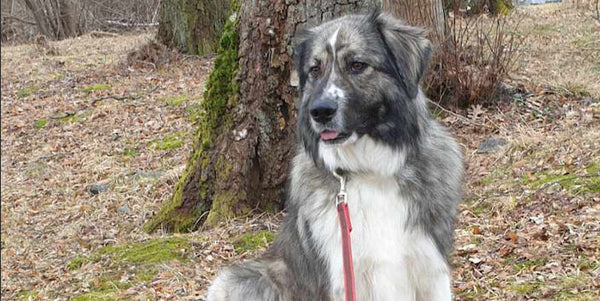 Bad kidneys and little appetite