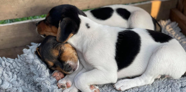 A breeder's story - Änglarnas kennel