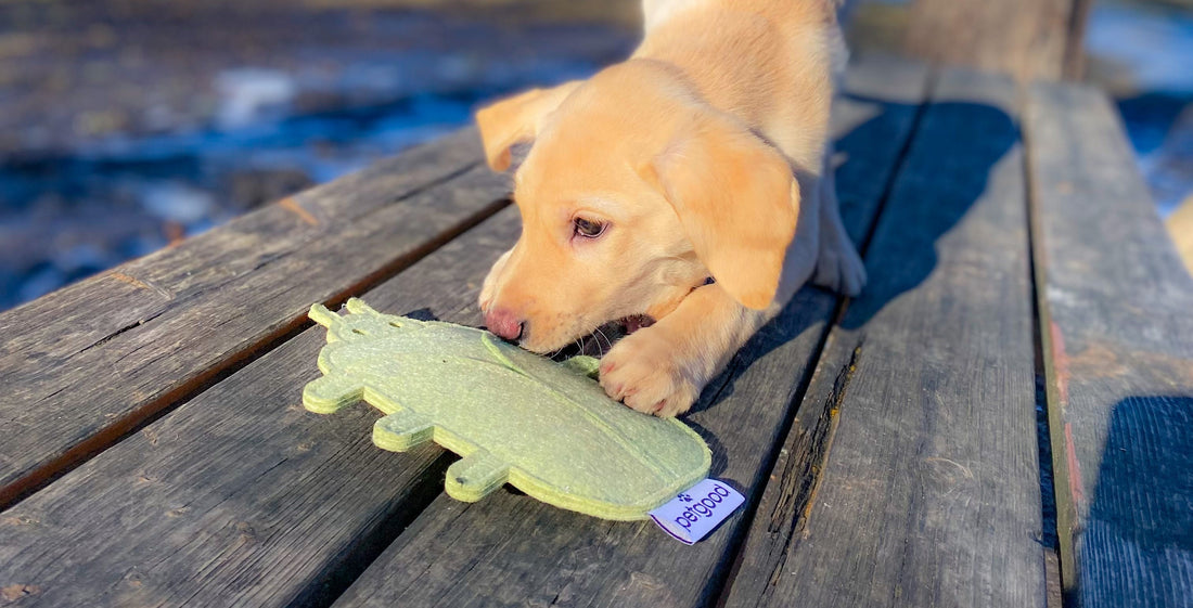 Puppy Herkules becoming an assistant dog