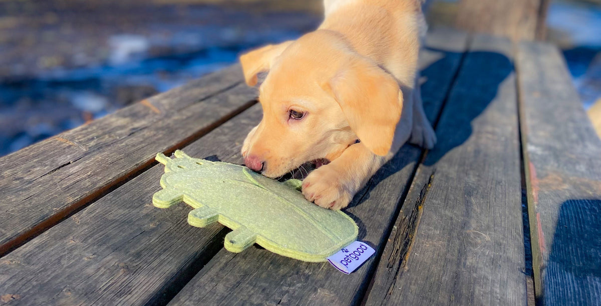 Puppy Herkules becoming an assistant dog