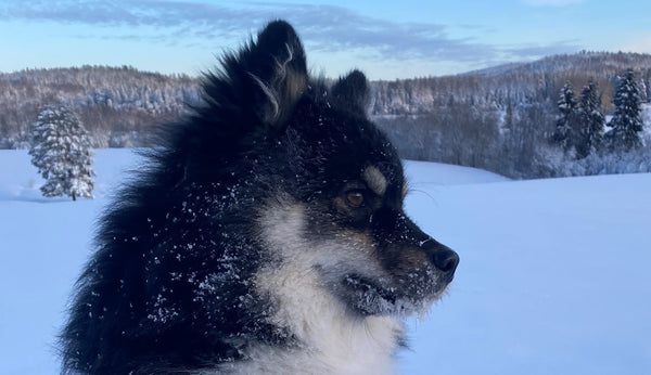 Daloms Tenderly - We have to think outside the box