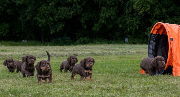 Puppy love from Wisborgens kennel