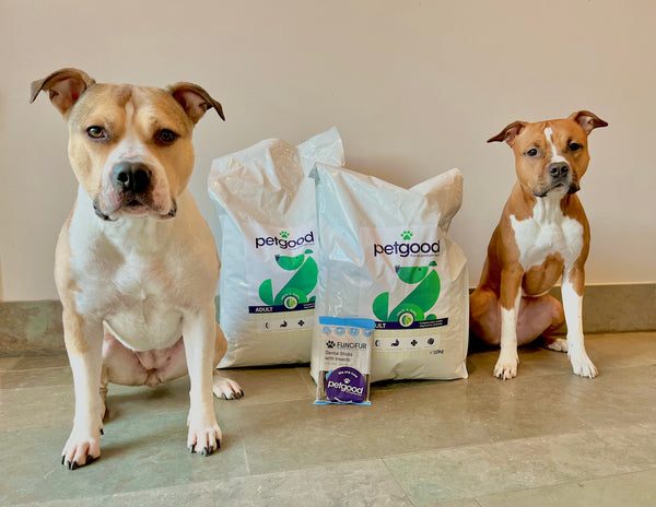 Akira & Katana @akira.katana.amstaff