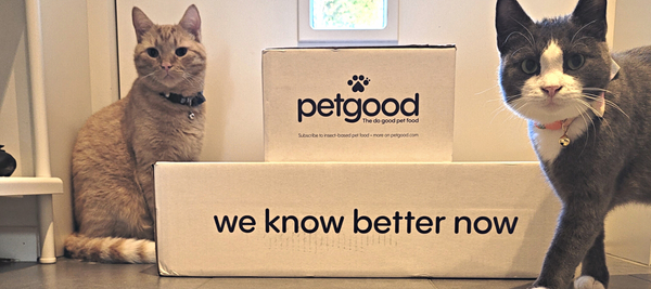 Meet the fluffy cat squad @lundhoffcats!