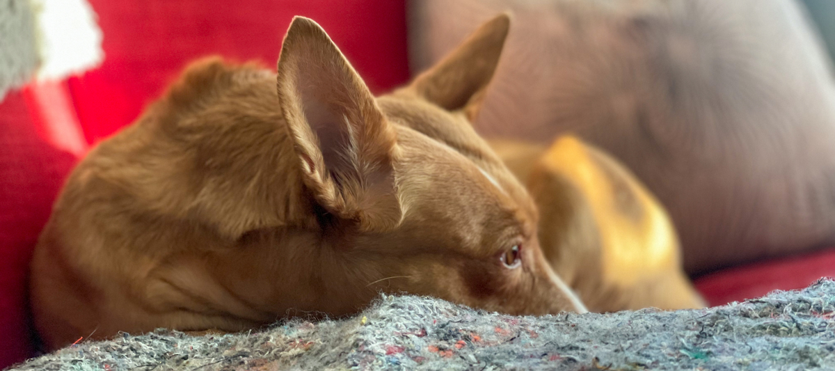 Podencos - the dog breed that has taken over my heart