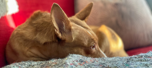 Podencos - the dog breed that has taken over my heart