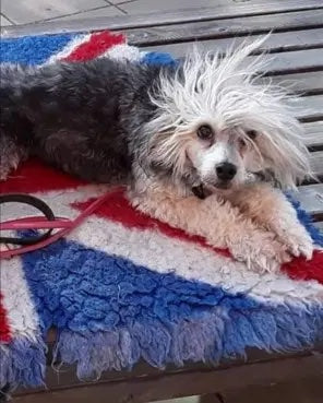 petgood became my saviour