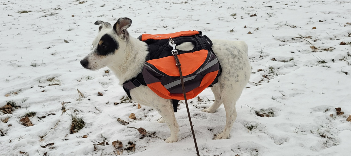 Siri - the school dog with a new life in Sweden