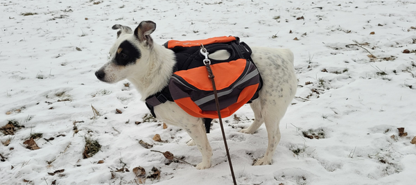 Siri - the school dog with a new life in Sweden