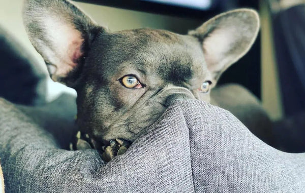 Scratching and stomach problems