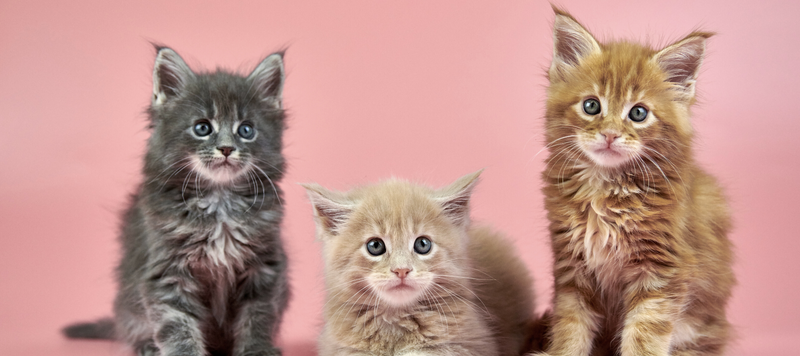Litter of kittens