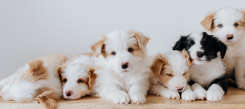 Litter of puppies