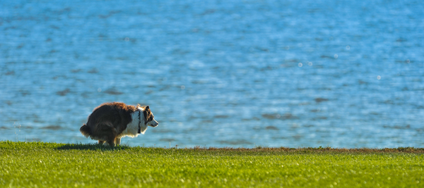 Constipation in dogs - causes, symptoms and treatment