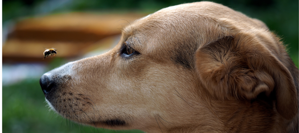 Insects as a protein source