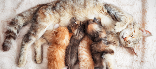 Mother cat with kittens