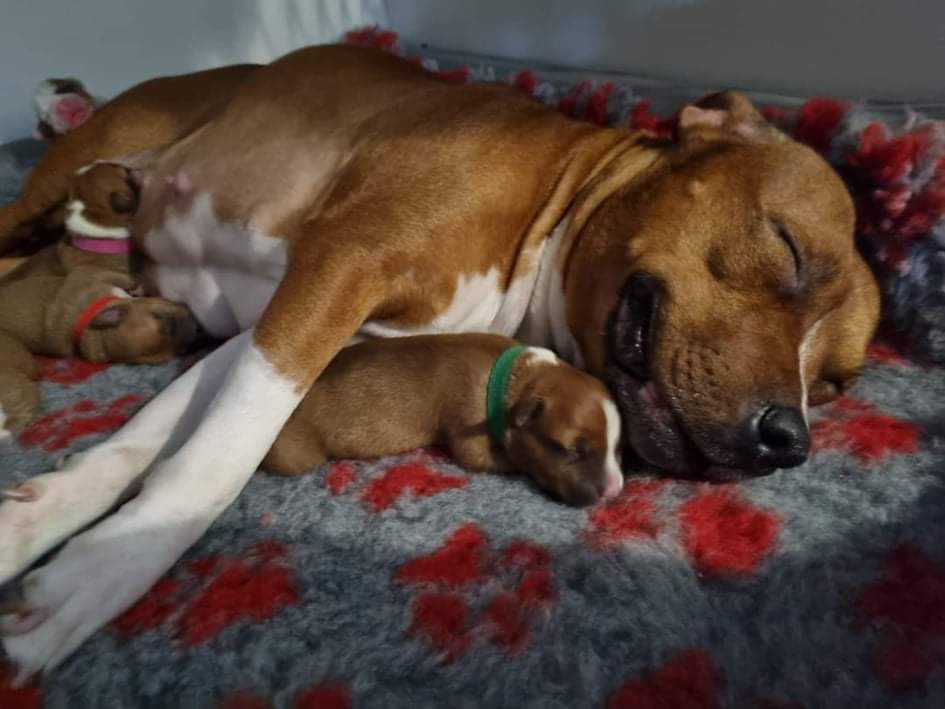 Kennel Simastaff - Four-legged power packs full of joy