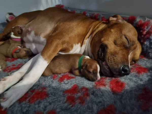 Kennel Simastaff - Four-legged power packs full of joy
