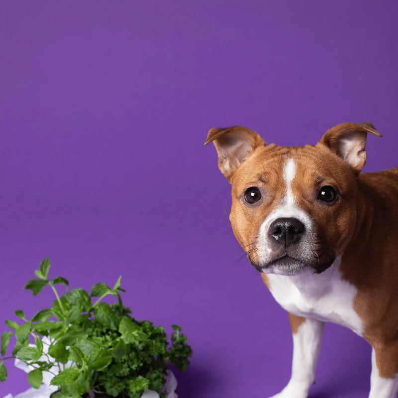 Allergy Friendly Pet Food