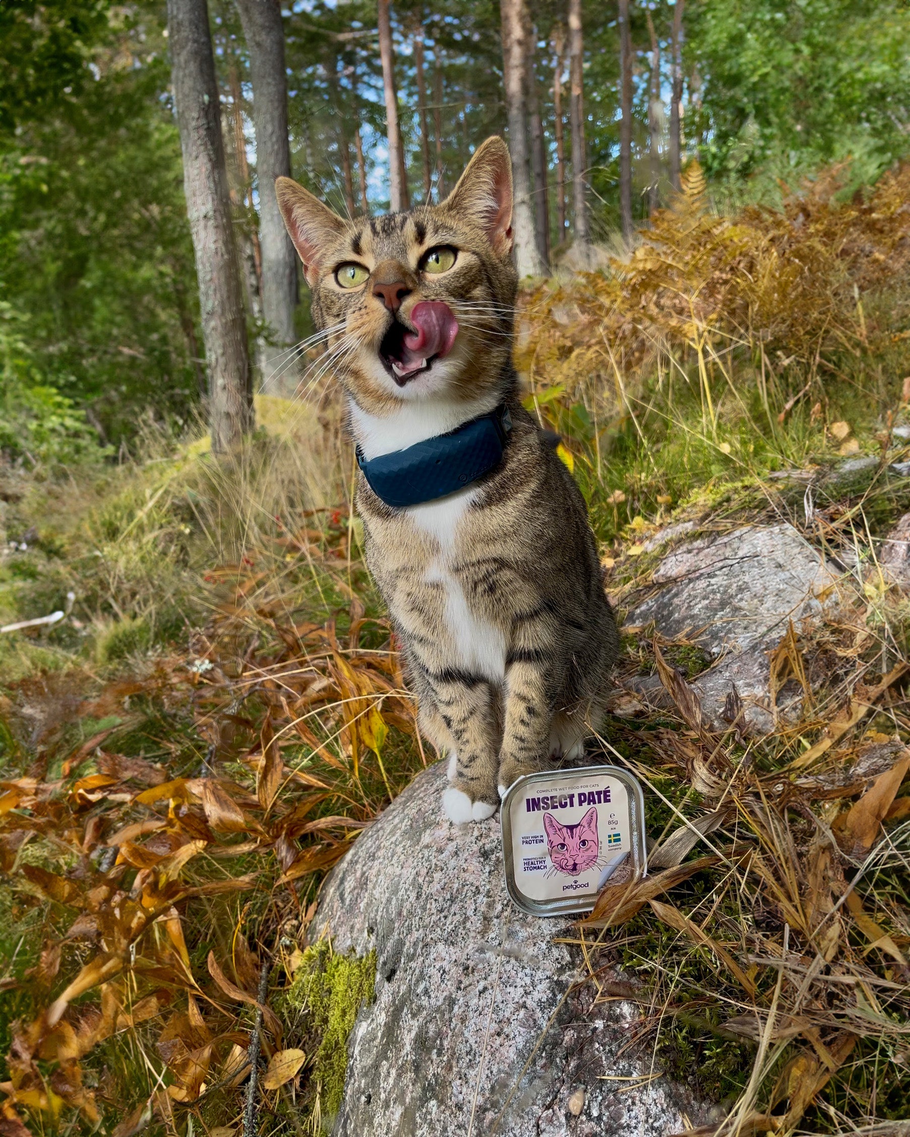 Insekts-paté våtfoder - katt
