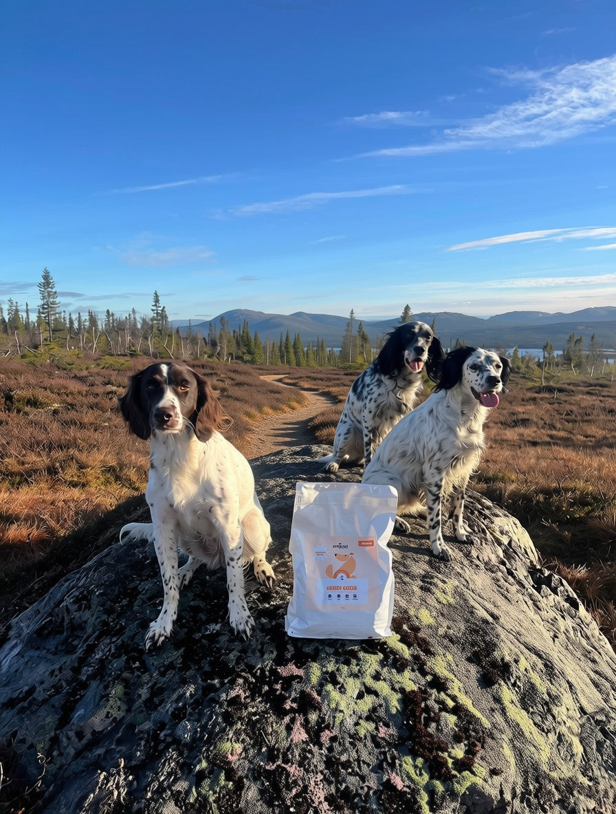 Insektsbaserat premiumfoder - Aktiv hund